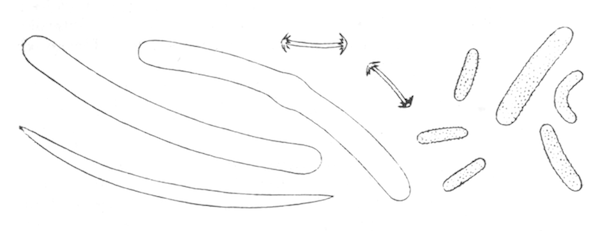Fig. 26.—Spicules of Corvospongilla lapidosa (from type specimen), × 240. Illustration: Fig. 26.—Spicules of Corvospongilla lapidosa (from type specimen), × 240.