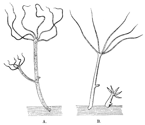 Fig. 29.—Hydra vulgaris, from Calcutta (phase orientalis) Illustration: Fig. 29.—Hydra vulgaris, from Calcutta (phase orientalis)