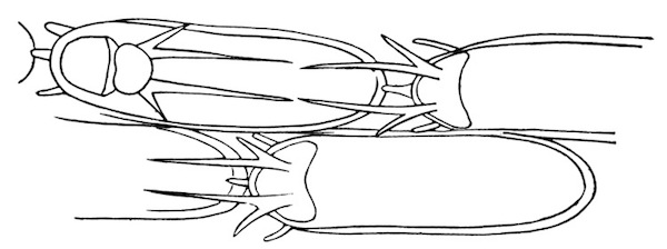Fig. 33.—Outline of four zoœcia of Membranipora bengalensis, Stoliczka (from type specimen, after Thornely). In the left upper zoœcium the lip is shown open. Illustration: Fig. 33.—Outline of four zoœcia of Membranipora bengalensis, Stoliczka (from type specimen, after Thornely). In the left upper zoœcium the lip is shown open.
