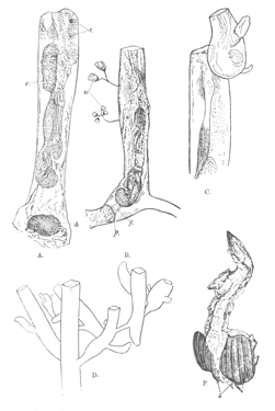 Fig. 37.—Victorella bengalensis (type specimens). Illustration: Fig. 37.—Victorella bengalensis (type specimens).