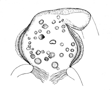 Fig. 38.—Optical section of gizzard of Hislopia lacustris, with contained green cysts, × 240. Illustration: Fig. 38.—Optical section of gizzard of Hislopia lacustris, with contained green cysts, × 240.