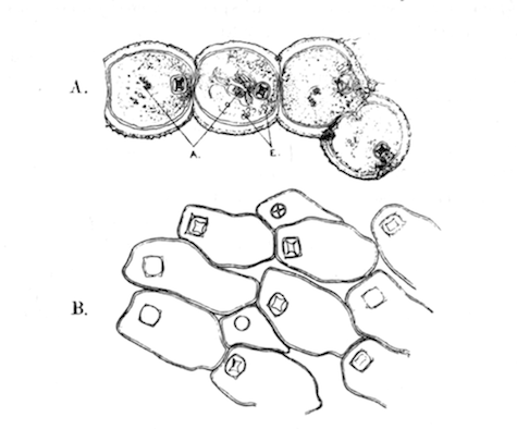 Fig. 39.—Hislopia lacustris. Illustration: Fig. 39.—Hislopia lacustris.