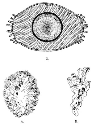 Fig. 46.—Lophopodella carteri (from Igatpuri Lake). Illustration: Fig. 46.—Lophopodella carteri (from Igatpuri Lake).