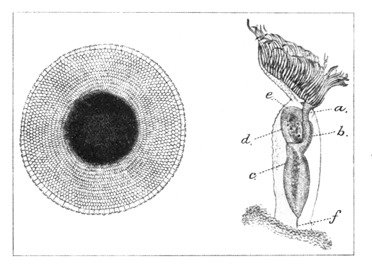 Fig. 47.—Pectinatella burmanica. Illustration: Fig. 47.—Pectinatella burmanica.