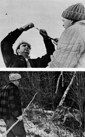 Figure 7.—A. A small hypodermic syringe is loaded with drugs. B. The loaded syringe is used on the end of a pole. (Photos courtesy of D. L. Breneman.) Figure 7.—A. A small hypodermic syringe is loaded with drugs. B. The loaded syringe is used on the end of a pole. (Photos courtesy of D. L. Breneman.)