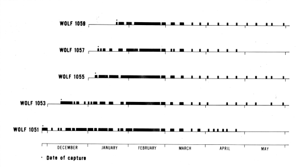 Figure 16.—Distribution of the days on which data were obtained for each of the radiotagged wolves. Because tracking success was 99 percent, this also represents the distribution of effort. During June, July, and August, wolves 1053 and 1059 were located 1 day each month. Figure 16.—Distribution of the days on which data were obtained for each of the radiotagged wolves. Because tracking success was 99 percent, this also represents the distribution of effort. During June, July, and August, wolves 1053 and 1059 were located 1 day each month.