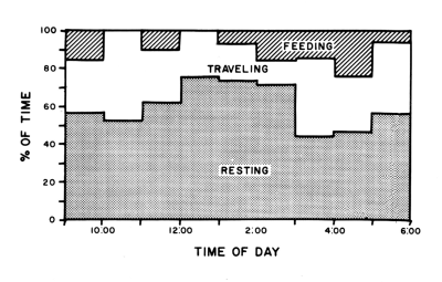 Figure 17.—Percentage of time spent by radiotagged wolves in various types of activity throughout the day, from December through April. Figure 17.—Percentage of time spent by radiotagged wolves in various types of activity throughout the day, from December through April.