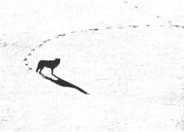 Figure 25.—Only 8 percent of the wolves observed were lone wolves. (Photo courtesy of L. D. Frenzel.) Figure 25.—Only 8 percent of the wolves observed were lone wolves. (Photo courtesy of L. D. Frenzel.)