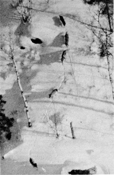 Figure 26.—One of the radiotagged wolves was a member of this pack of five. (Photo courtesy of L. D. Mech.) Figure 26.—One of the radiotagged wolves was a member of this pack of five. (Photo courtesy of L. D. Mech.)