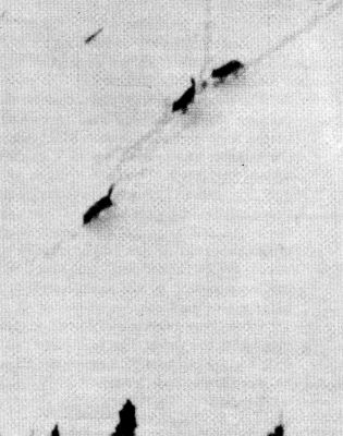 Figure 28.—A pack of wolves investigating a scent post. The raised tails indicate their excitement. (Photo courtesy of L. D. Mech.) Figure 28.—A pack of wolves investigating a scent post. The raised tails indicate their excitement. (Photo courtesy of L. D. Mech.)