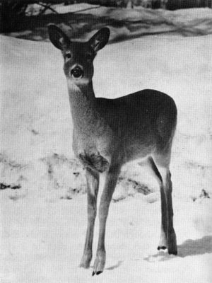 Figure 29.—The main prey of wolves in northern Minnesota is the white-tailed deer. (Photo courtesy of L. D. Mech.) Figure 29.—The main prey of wolves in northern Minnesota is the white-tailed deer. (Photo courtesy of L. D. Mech.)