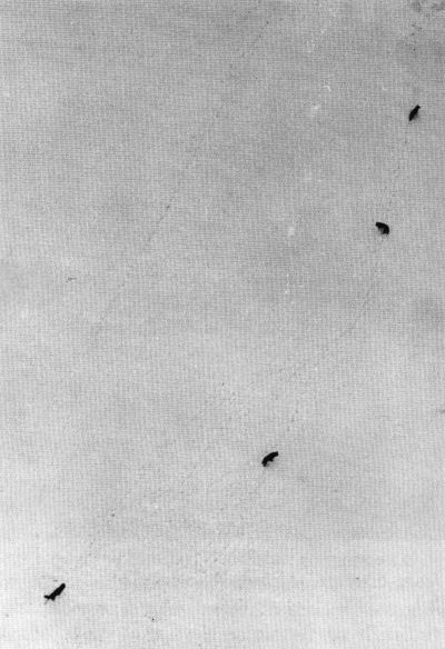 Figure 2.—Wolves were located from the air, usually on frozen lakes. (Photo courtesy of L. D. Mech.) Figure 2.—Wolves were located from the air, usually on frozen lakes. (Photo courtesy of L. D. Mech.)