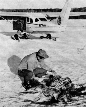 Figure 4.—As many wolf-killed deer as possible were examined from the ground. (Photo courtesy of L. D. Mech.) Figure 4.—As many wolf-killed deer as possible were examined from the ground. (Photo courtesy of L. D. Mech.)