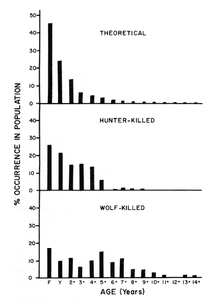 Figure 7.—Comparison between the age structures of deer killed by wolves, deer killed by hunters, and a theoretical population from the same general area of northeastern Minnesota. Figure 7.—Comparison between the age structures of deer killed by wolves, deer killed by hunters, and a theoretical population from the same general area of northeastern Minnesota.