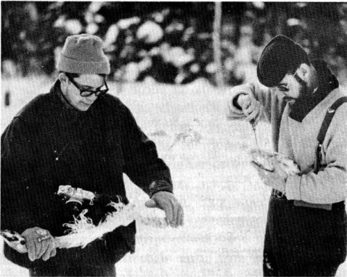 Figure 11.—The jaws and legs of kills were inspected closely for abnormalities. (Photo courtesy of L. D. Frenzel.) Figure 11.—The jaws and legs of kills were inspected closely for abnormalities. (Photo courtesy of L. D. Frenzel.)