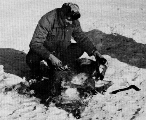 Figure 12.—When internal organs were present in kills, they were examined in the field. (Photo courtesy of L. D. Mech.) Figure 12.—When internal organs were present in kills, they were examined in the field. (Photo courtesy of L. D. Mech.)