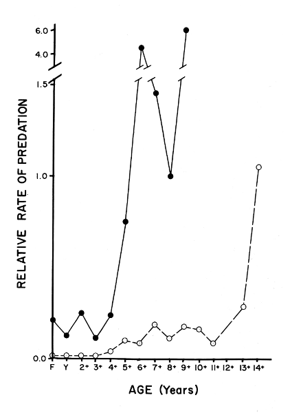 Figure 13.—Relative rates of predation on deer of various ages, based on comparisons of the ages of wolf-killed deer with those of a theoretical population (dashed line) and those of the hunter-killed population. See figure 7. Figure 13.—Relative rates of predation on deer of various ages, based on comparisons of the ages of wolf-killed deer with those of a theoretical population (dashed line) and those of the hunter-killed population. See figure 7.
