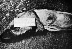 Figure 17.—Healed fracture of left hind leg of specimen M-227. (Photo courtesy of University of Minnesota Veterinary Diagnostic Laboratory.) Figure 17.—Healed fracture of left hind leg of specimen M-227. (Photo courtesy of University of Minnesota Veterinary Diagnostic Laboratory.)