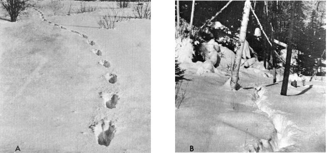 Figure 7.—(A) A single wolf must break his own trail through the snow. (Photo courtesy of L. D. Frenzel.) (B) Regular use by a pack keeps trails open. (Photo courtesy of L. D. Mech.) Figure 7.—(A) A single wolf must break his own trail through the snow. (Photo courtesy of L. D. Frenzel.) (B) Regular use by a pack keeps trails open. (Photo courtesy of L. D. Mech.)
