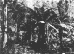 Fern Brake, Near Melbourne Fern Brake, Near Melbourne