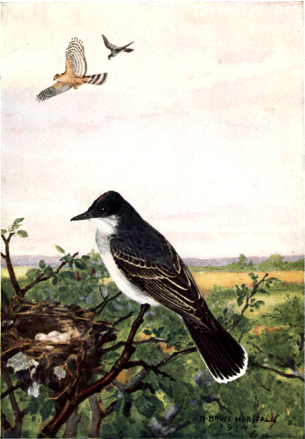 KINGBIRD KINGBIRD