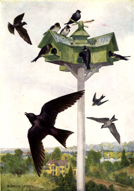 PURPLE MARTIN PURPLE MARTIN