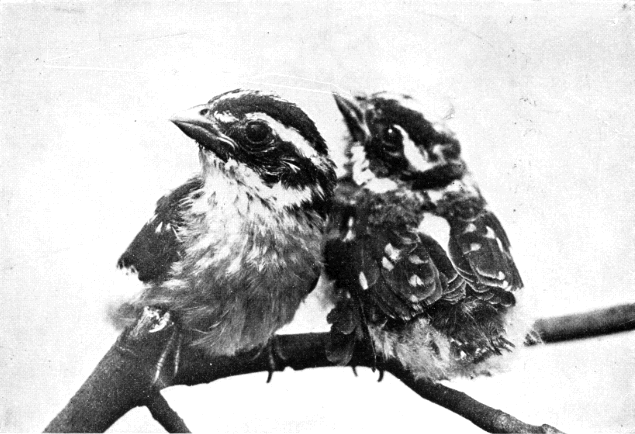 BROTHER AND SISTER ROSE-BREASTED GROSBEAKS, TWO WEEKS OLD BROTHER AND SISTER ROSE-BREASTED GROSBEAKS, TWO WEEKS OLD