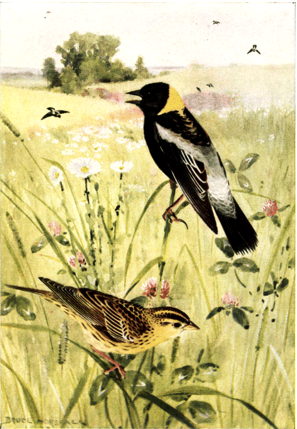 BOBOLINK BOBOLINK