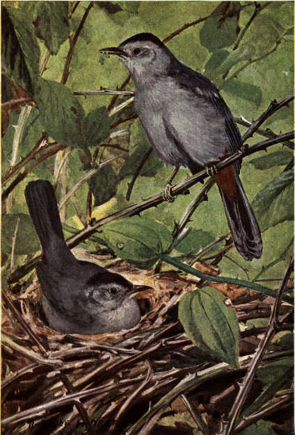 CATBIRD CATBIRD