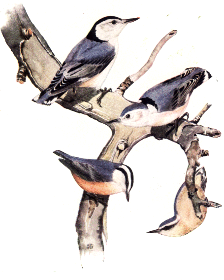 WHITE-BREASTED NUTHATCH and RED-BREASTED NUTHATCH WHITE-BREASTED NUTHATCH and RED-BREASTED NUTHATCH