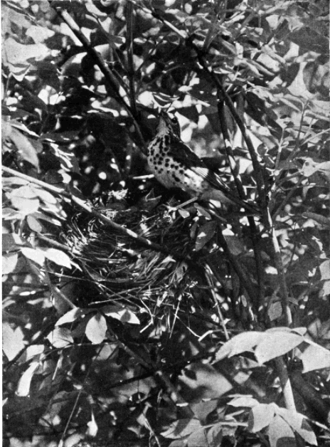 WOOD THRUSH HEARS CLICK OF CAMERA WOOD THRUSH HEARS CLICK OF CAMERA