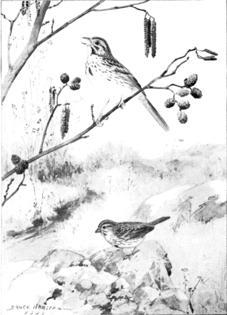 SONG SPARRO SONG SPARROW