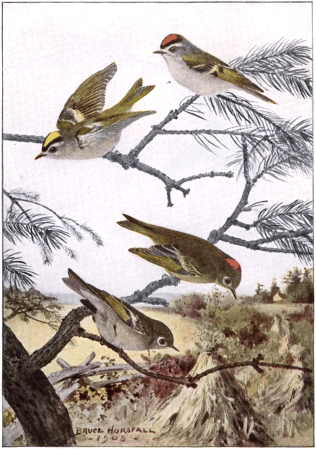 KINGLETS KINGLETS