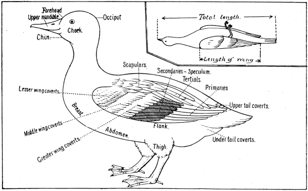 Bird Anatomy Bird Anatomy