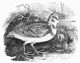 The Woodcock. From "History of British Birds," by THOMAS BEWICK. The Woodcock. From "History of British Birds," by THOMAS BEWICK.