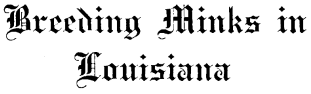 Breeding Minks in Louisiana Breeding Minks in Louisiana