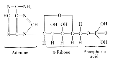Adenosine Triphosphate: Adenine, D-Ribose, Phosphoric acid Adenosine Triphosphate: Adenine, D-Ribose, Phosphoric acid