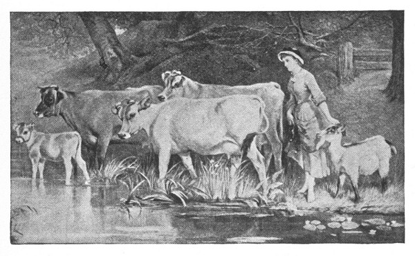 woman with cattle woman with cattle by the riverside