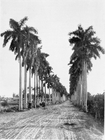 AVENUE OF PALM TREES, PALATINO. AVENUE OF PALM TREES, PALATINO.