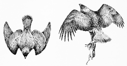 GOLDEN EAGLE HUNTING  (1) The “stoop”—quite vertical.             (2) “Got him.”