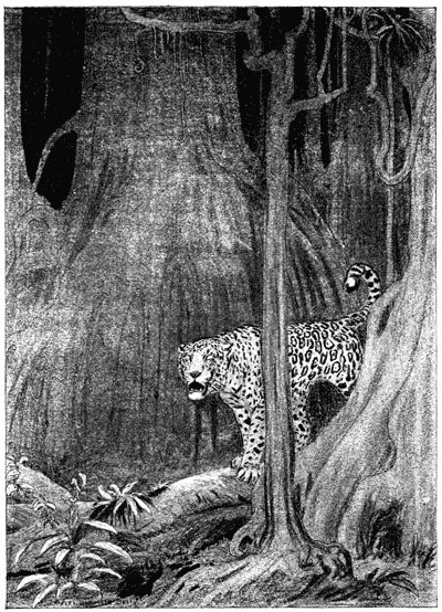 From the heart of the jungle sounded the deep, coughing roar of a jaguar From the heart of the jungle sounded the deep, coughing roar of a jaguar