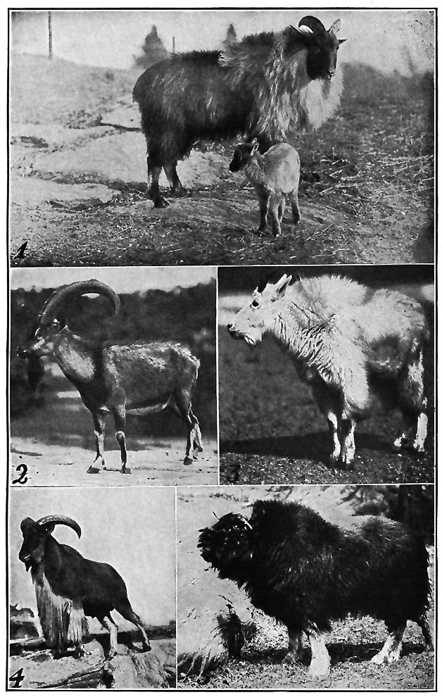 GOATS AND GOAT-ANTELOPES.