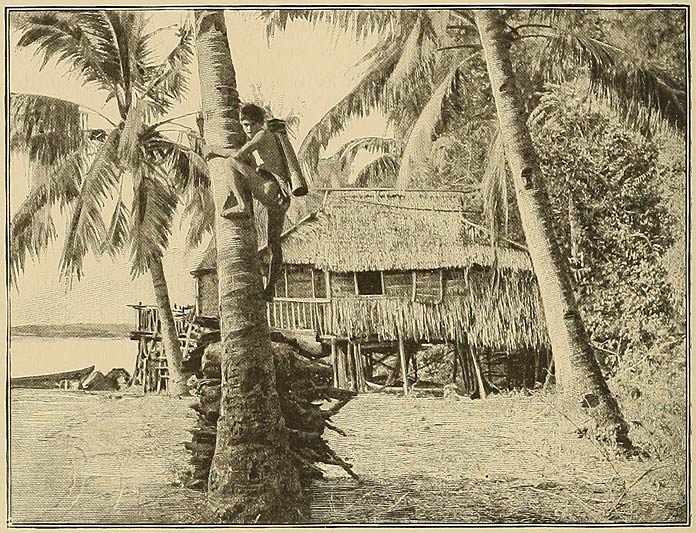 The Young Proprietor of a Cocoanut Grove Gathering Tuba.