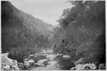 Rio Cobre, near Spanish Town Jamaica Copyright, 1901, by Detroit Photographic Co. Rio Cobre, near Spanish Town Jamaica Copyright, 1901, by Detroit Photographic Co.