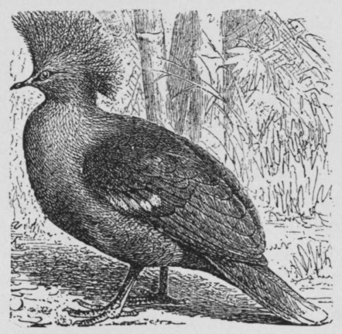 Crown Pigeon. Crown Pigeon.