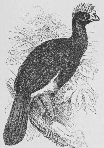 Crested Curassow. Crested Curassow.