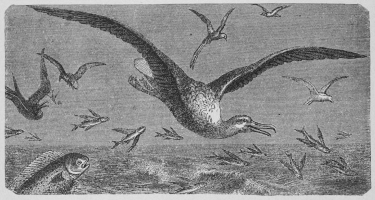 The Caribbean Albatross. The Caribbean Albatross.