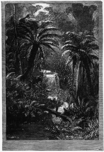 A NEW ZEALAND FERN-TREE GULLY A NEW ZEALAND FERN-TREE GULLY [p. 129