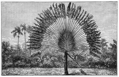 Traveller's Palm, Singapore Traveller's Palm, Singapore