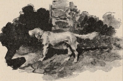 Dog waiting at doorway Dog waiting at doorway